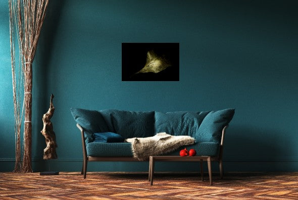 Golden Shadow Play - Fine Art